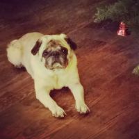 Wintersville Veterinary Hospital ico