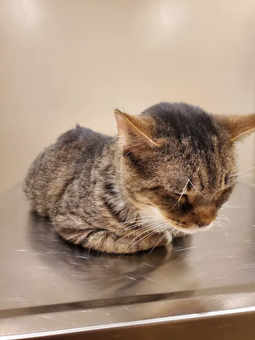 Jefferson County Humane Society Veterinarian Clinic Picture 1