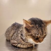 Jefferson County Humane Society Veterinarian Clinic ico