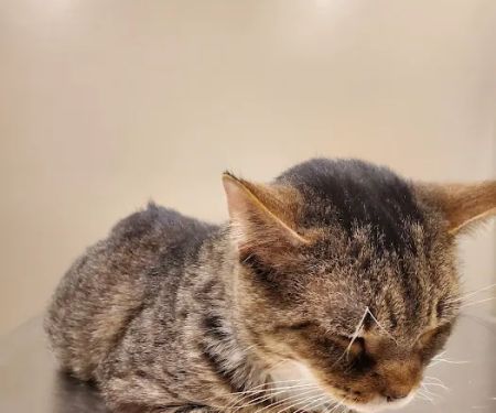 Jefferson County Humane Society Veterinarian Clinic
