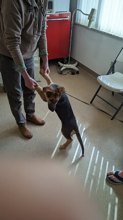 Toronto Veterinary Services Picture 1
