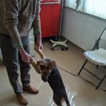 Toronto Veterinary Services