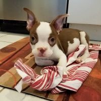 South Fork Animal Hospital ico
