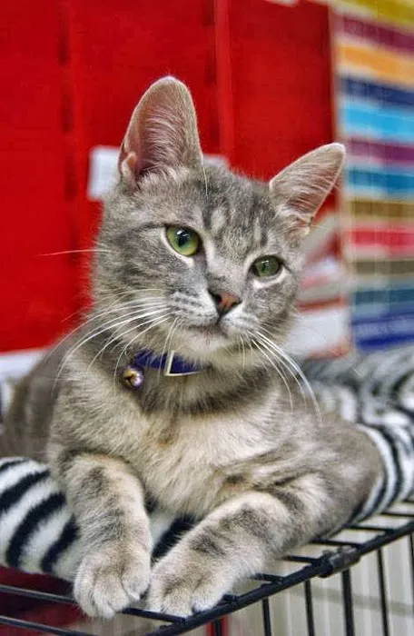 South Fork Animal Hospital Picture 7