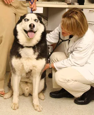 South Fork Animal Hospital Picture 2