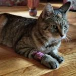 Veterinary Clinic-East Hampton