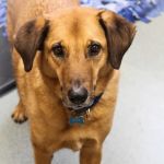 Lewiston Animal Hospital