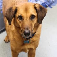 Lewiston Animal Hospital ico
