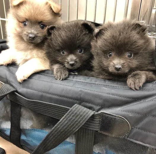 Lewiston Animal Hospital Picture 4