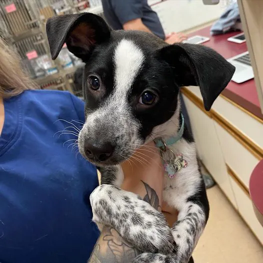 Lewiston Animal Hospital Picture 3
