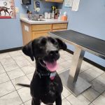 The Village Vet