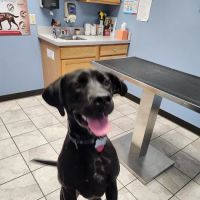 The Village Vet ico