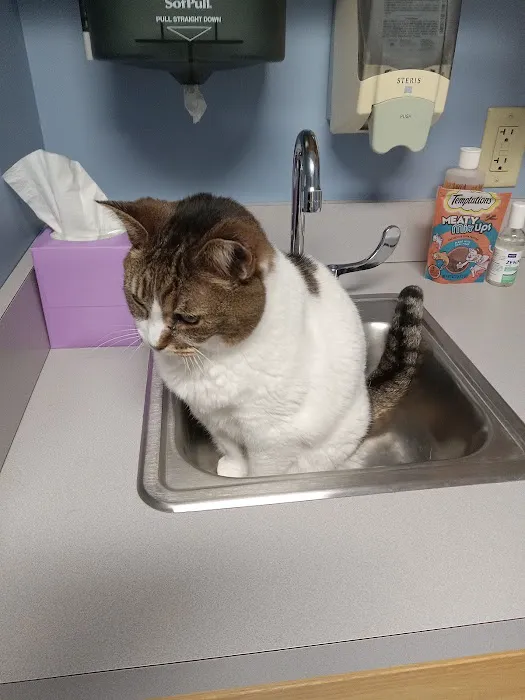 The Village Vet Picture 9