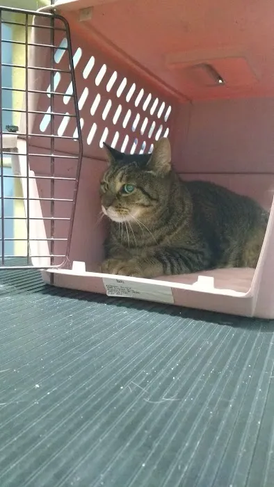 The Village Vet Picture 6