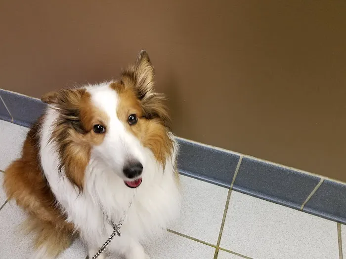 Animal Ark Pet Hospital Picture 5