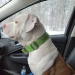 Animal Ark Pet Hospital