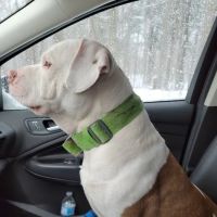 Animal Ark Pet Hospital ico