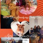 Erie Animal Hospital: Morris Stephanie DVM