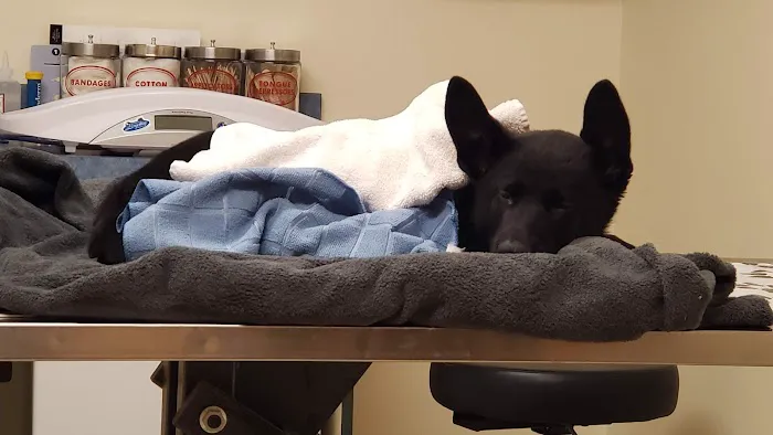 Erie Animal Hospital Picture 5