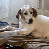 Erie Animal Hospital ico