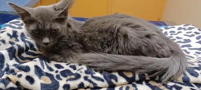 Erie Animal Hospital Picture 9