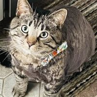 Albion Animal Center ico