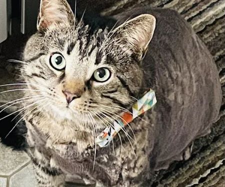 Albion Animal Center