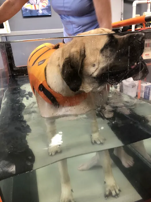Balance Veterinary Rehabilitation Services Picture 5