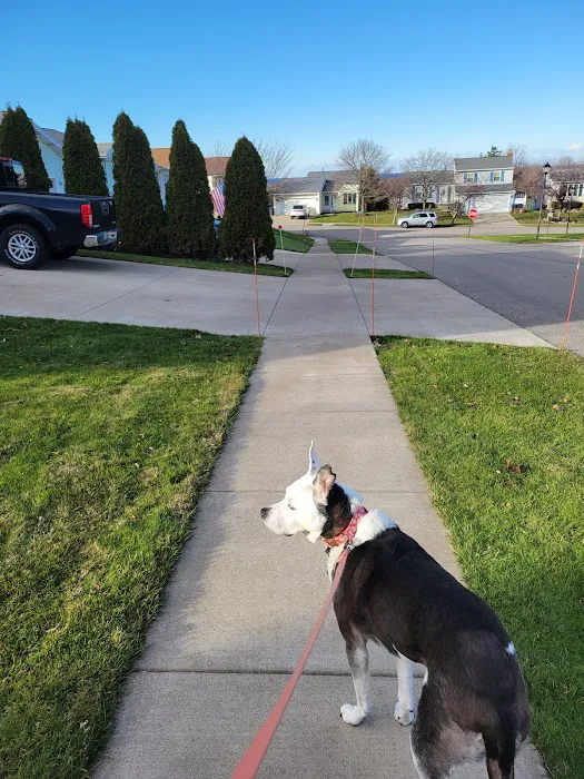 Balance Veterinary Rehabilitation Services Picture 4