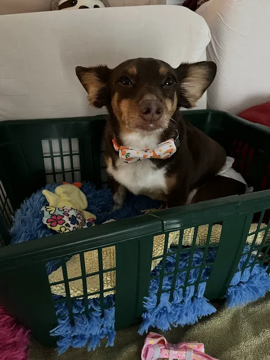 Balance Veterinary Rehabilitation Services Picture 10