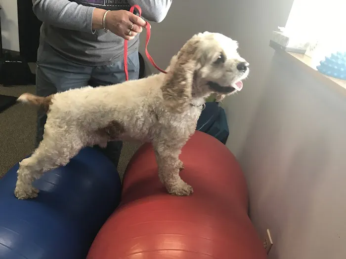 Balance Veterinary Rehabilitation Services Picture 9