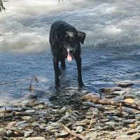 Balance Veterinary Rehabilitation Services ico