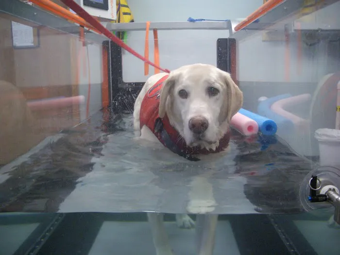 Balance Veterinary Rehabilitation Services Picture 6