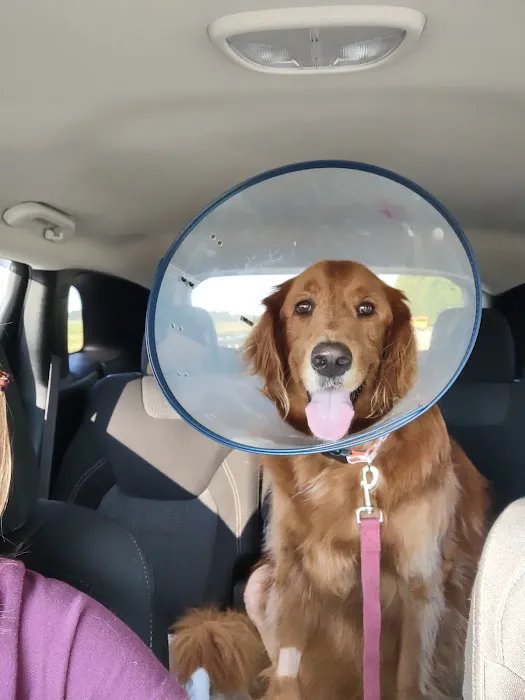 Balance Veterinary Rehabilitation Services Picture 2