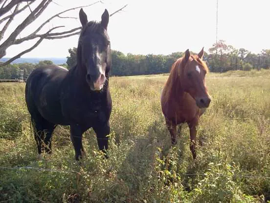 Greener Pastures Veterinary Service Picture 8