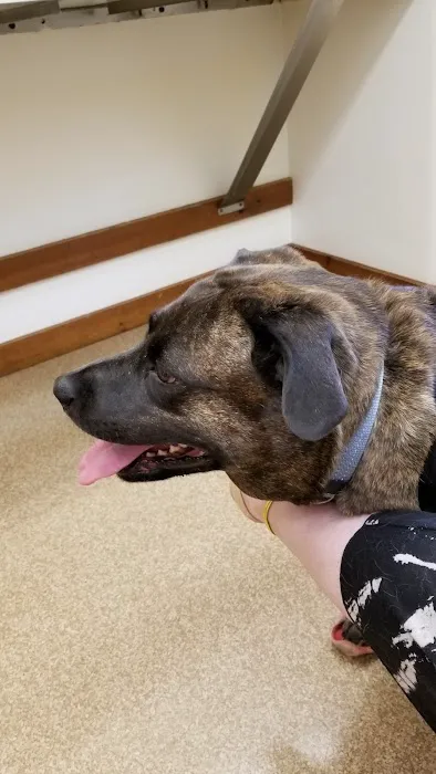 Rumney Animal Hospital Picture 1