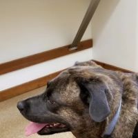 Rumney Animal Hospital ico