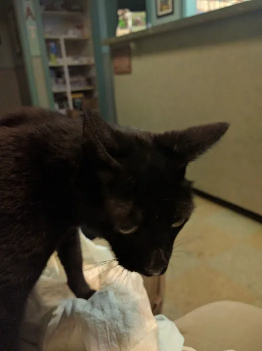Valley Animal Hospital Picture 9