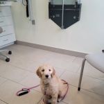 Onion River Animal Hospital