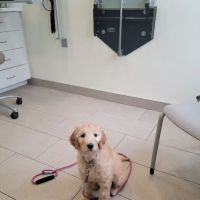 Onion River Animal Hospital ico