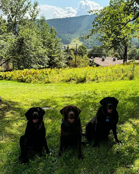 Mad River Veterinary Service Picture 9