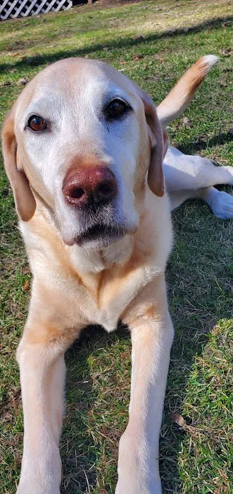 Heart of Vermont Vet: At-Home End-of-Life Care for Pets Picture 1