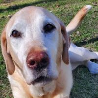 Heart of Vermont Vet: At-Home End-of-Life Care for Pets ico