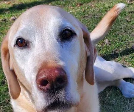 Heart of Vermont Vet: At-Home End-of-Life Care for Pets