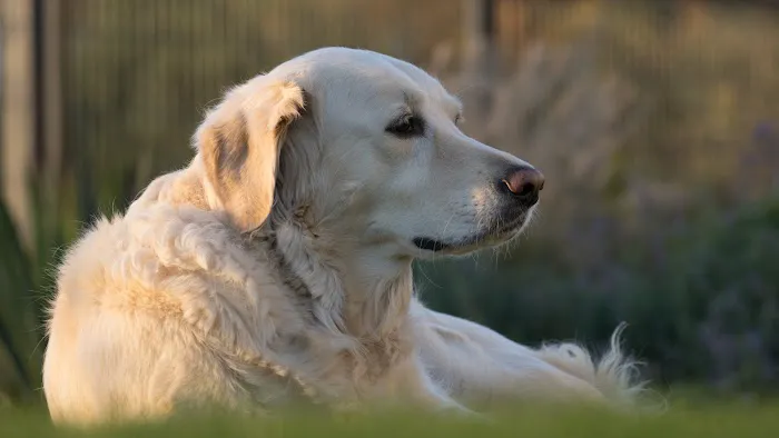 Heart of Vermont Vet: At-Home End-of-Life Care for Pets Picture 3