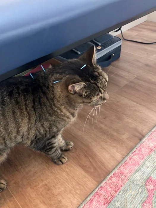 Heart of Vermont Vet: At-Home End-of-Life Care for Pets Picture 2