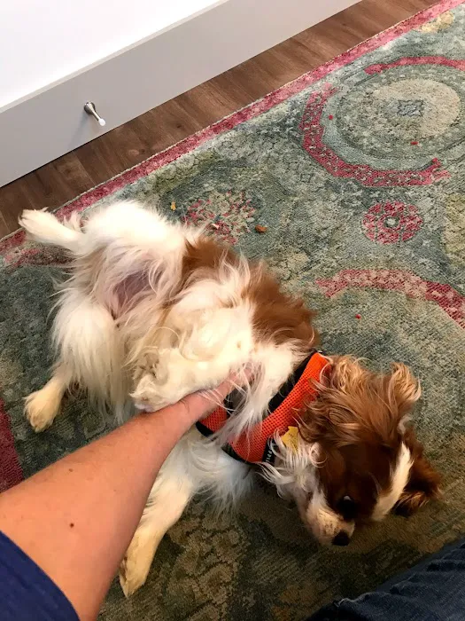 Heart of Vermont Vet: At-Home End-of-Life Care for Pets Picture 4