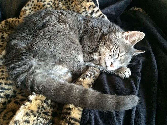 Heart of Vermont Vet: At-Home End-of-Life Care for Pets Picture 6