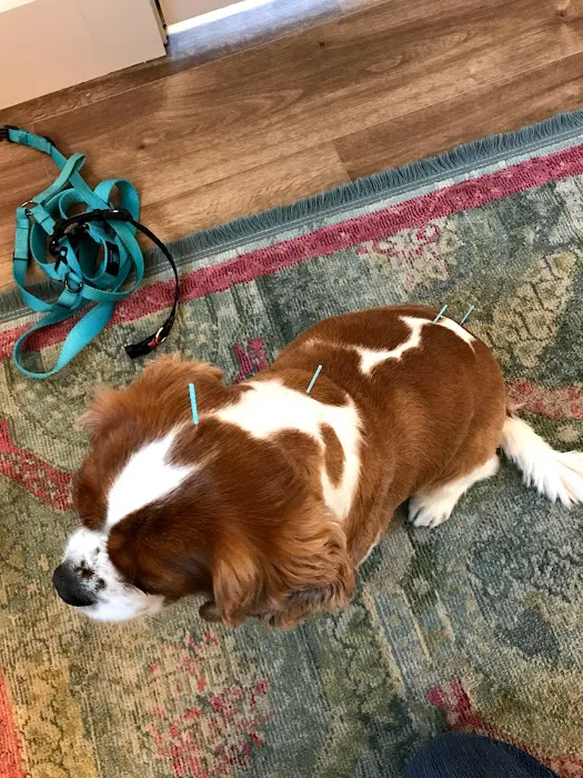 Heart of Vermont Vet: At-Home End-of-Life Care for Pets Picture 10
