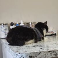 Montpelier Veterinary Hospital ico